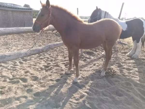 Mare, Horses
