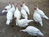 Turkeys — Foto 2