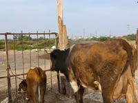 İnək, Mal-qara — foto 2