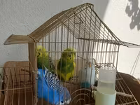 Məhsul: dalmatin və klassik rəng kombinasiyalarında nimfa/budgerigar — 照片 1