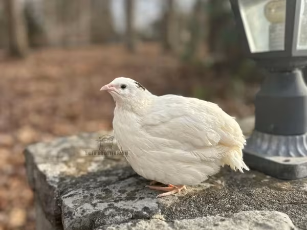 English White — Azerbaijan