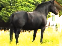 Yegua, Percheron — foto 1
