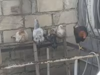 Chickens — photo 1