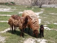 Qoç, Qoyunlar — foto 3