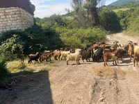 Keçi, Keçilər — foto 1