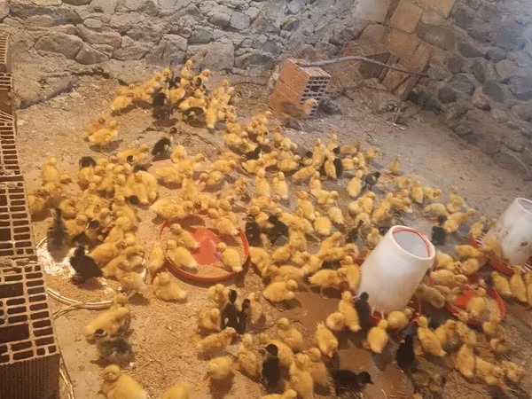 Ducks