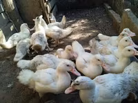 Ducks — zdjęcie 2