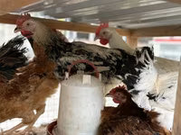 Chickens — photo 5