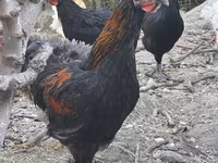 Chickens — photo 1