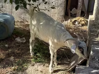 Cabra, Russian White goat — foto 3