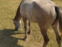 Horse (M), Horses — photo 2