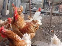 Chickens — 照片 1