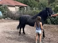 At, Welsh Cob — foto 2