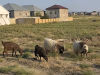 Goat, Goats — photo 5
