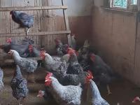 Chickens — foto 5