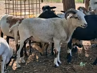 母羊, Cameroon sheep — 照片 8