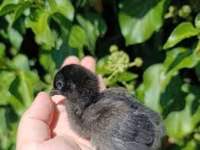 Chickens — الصورة 5