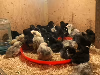 Chickens — photo 2