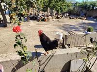 Chickens — photo 1