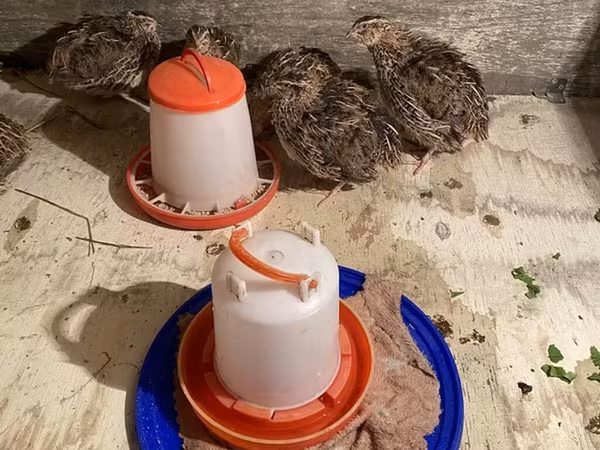 Texas bileircilerde var 35 günlük 2.20 qepik