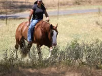 Cavalo, Quarter Horse — foto 8