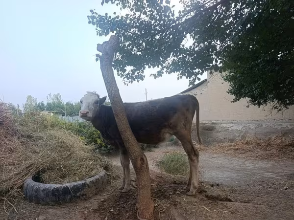 Vaca, Ganado vacuno