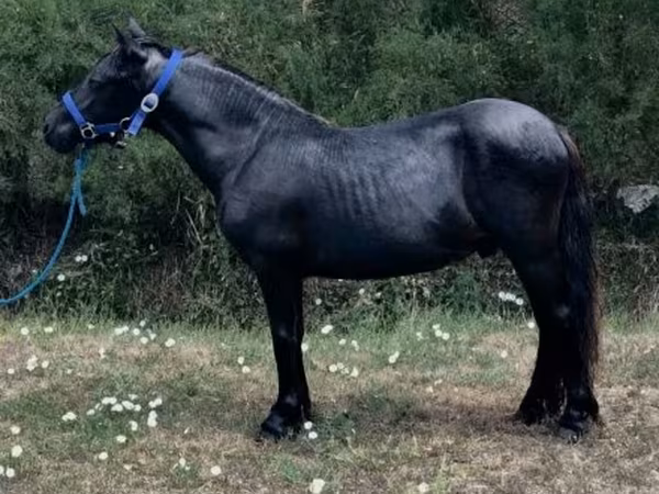 Cavalo, Dutch warmblood horse