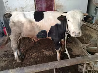Bovinos (lote, sexo no especificado), Simmental cattle — foto 3