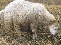 Qoç, Bardhoka sheep — foto 2