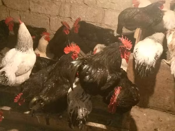Chickens — Azerbaijan