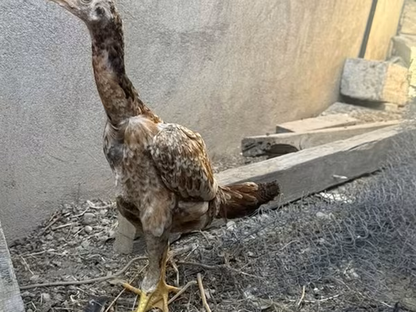 Chickens — Azərbaycan