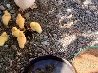 Ducks — الصورة 2