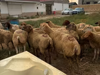 Qoyun, Apsheron sheep — foto 2