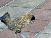 Chickens — photo 2
