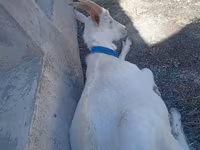 Keçi, Saanen goat — foto 2