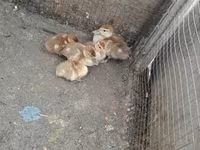 Ducks — 照片 7