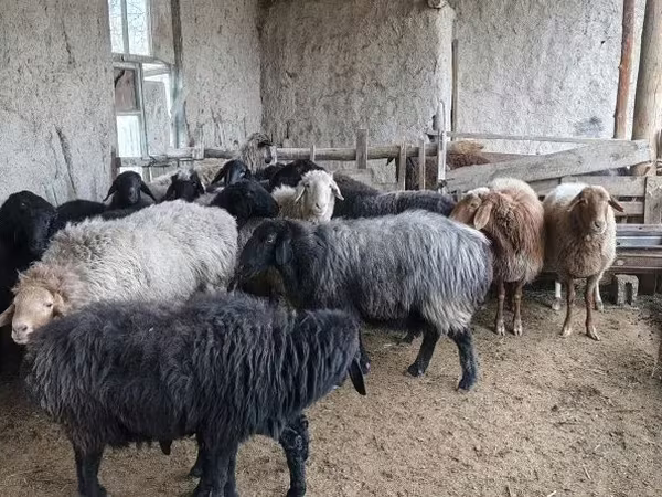 Owce (partia, płeć nieokreślona), Hissar sheep