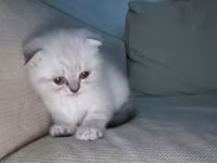Məhsul: Pişik üçün rahatlıq və əyləncə dəsti Tərkibi: - Yumşaq — фото 2