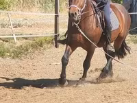 Caballo, Međimurje horse — foto 6