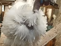 Silkie — photo 2