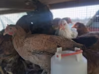 Chickens — الصورة 4