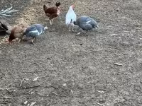 Guinea fowl — zdjęcie 1