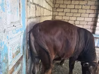 Buğa, Mal-qara — foto 1