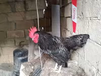 Chickens — الصورة 5