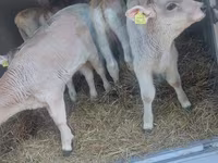 Touro, Simmental cattle — foto 1