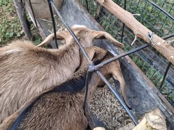Goat, Goats