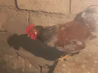 Chickens — photo 3