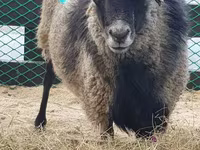 Schaf, Romanov sheep — Foto 4