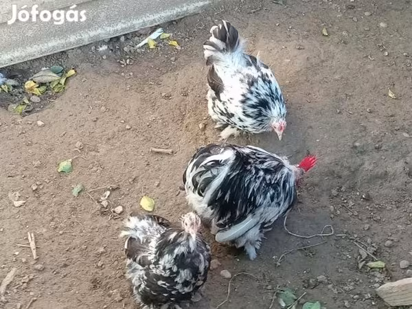 Danish hen