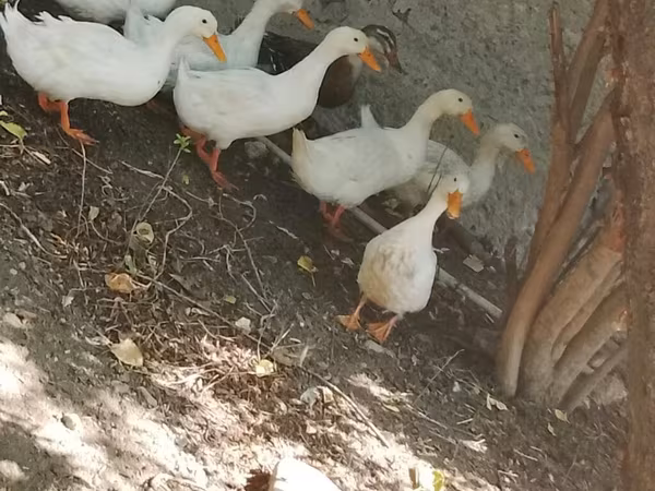 Ducks — Azerbaijan